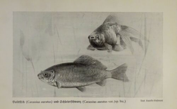 1926 - Fische - Goldfisch, Schleierschwanz / Schwalben- oder ... - alter Druck